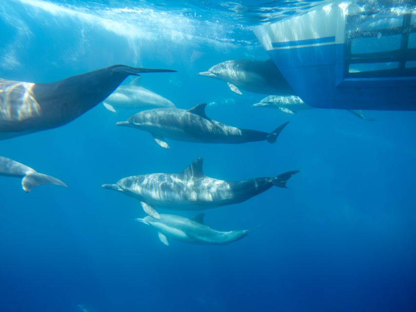 Dana Point Dolphin & Whale Watching With Underwater Viewing - The crew and the small onboard museum