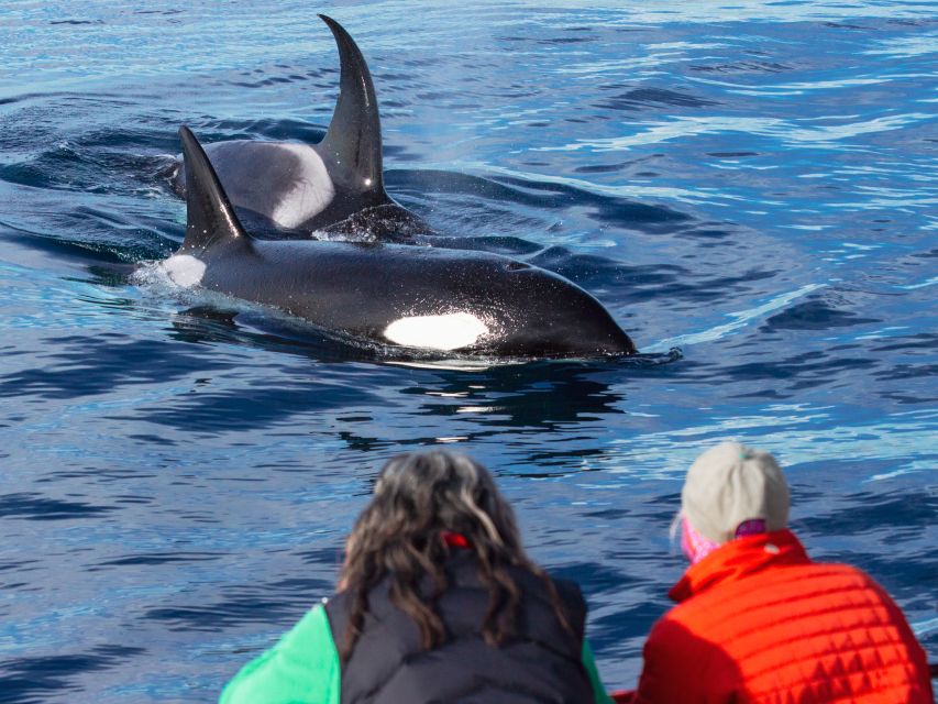 Dana Point Dolphin & Whale Watching With Underwater Viewing - Price, value, and what you receive for $95