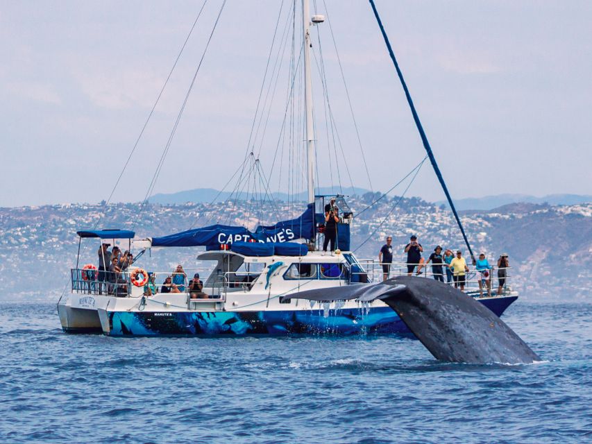 Dana Point Dolphin & Whale Watching With Underwater Viewing - What the 150-minute cruise feels like