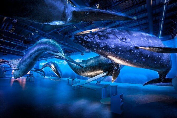 Deluxe Whale Watching and Whales of Iceland Exhibition Combo from Reykjavik - Key points at a glance