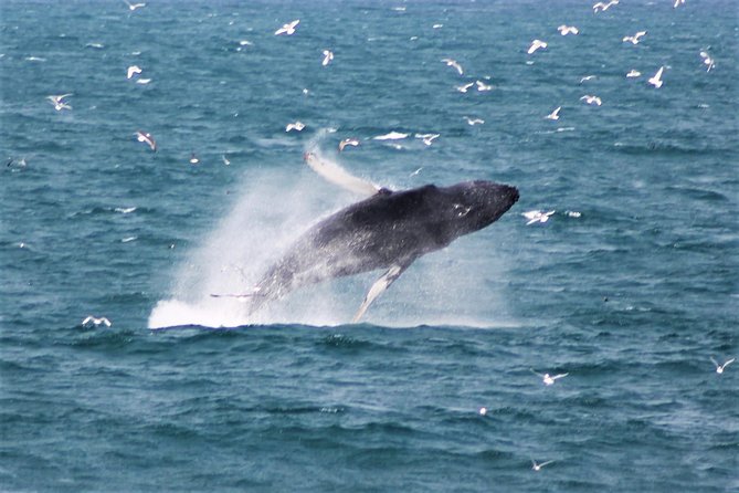 Deluxe Whale Watching and Whales of Iceland Exhibition Combo from Reykjavik - The 20 to 30 minute run to the whale area