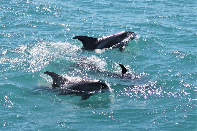 Deluxe Whale Watching and Whales of Iceland Exhibition Combo from Reykjavik - Staying comfortable when the sea turns rough