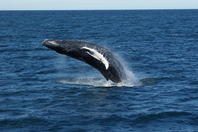 Deluxe Whale Watching and Whales of Iceland Exhibition Combo from Reykjavik - The Whales of Iceland exhibition after the cruise