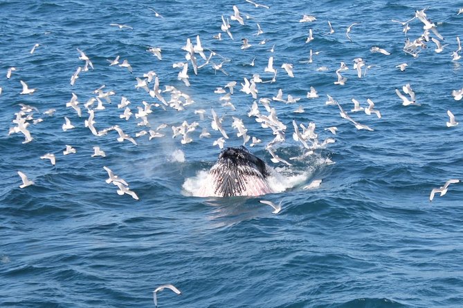 Deluxe Whale Watching and Whales of Iceland Exhibition Combo from Reykjavik - What the whale watching can really be like