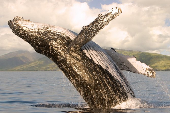 Deluxe Whale Watching Sail on Maui - Key details before you book