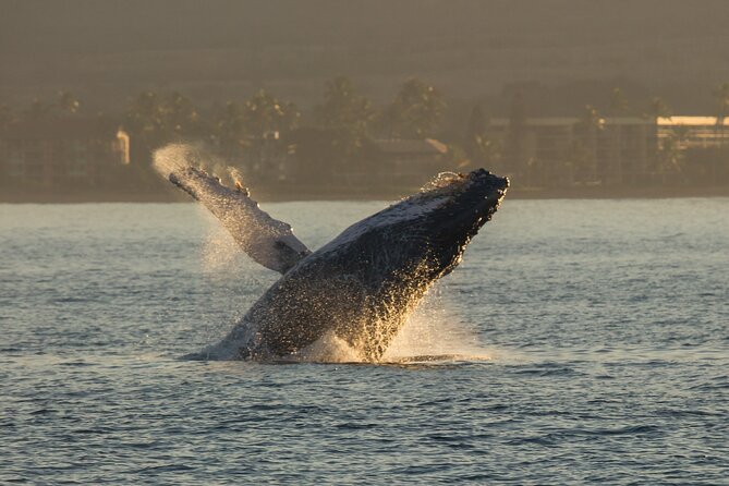 Deluxe Whale Watching Sail on Maui - What the views add to the trip