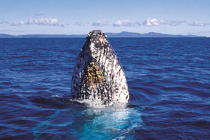Deluxe Whale Watching Sail on Maui - Who will get the most from this sail