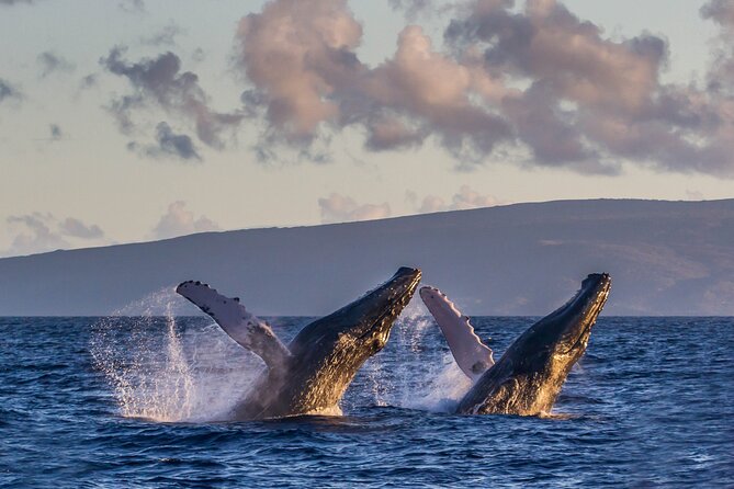Deluxe Whale Watching Sail on Maui - Booking, cancellation, and timing advice