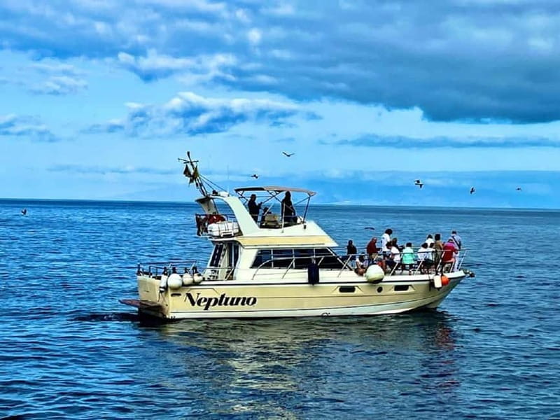Discover whales in Tenerife: exclusive yacht tour with swim and lunch - Whale watching with pilot whales and dolphins