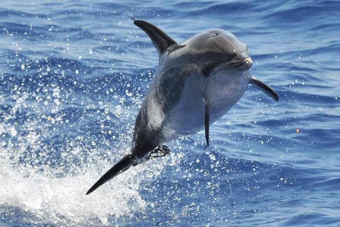 Dolphin and Whale Cruise in Puerto Rico, Gran Canaria - Key things to know before booking
