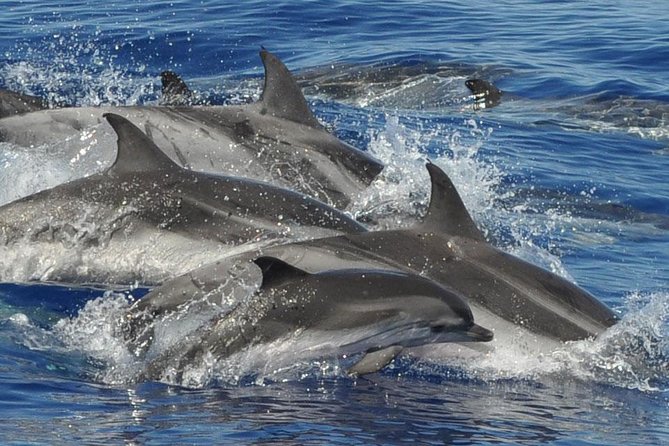 Dolphin and Whale Cruise in Puerto Rico, Gran Canaria - What the Spirit of the Sea offers