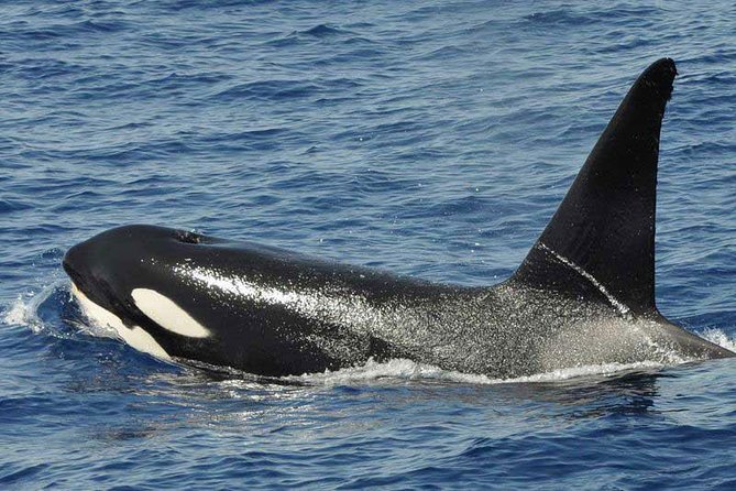Dolphin and Whale Cruise in Puerto Rico, Gran Canaria - The swimming stop and glass-bottom views