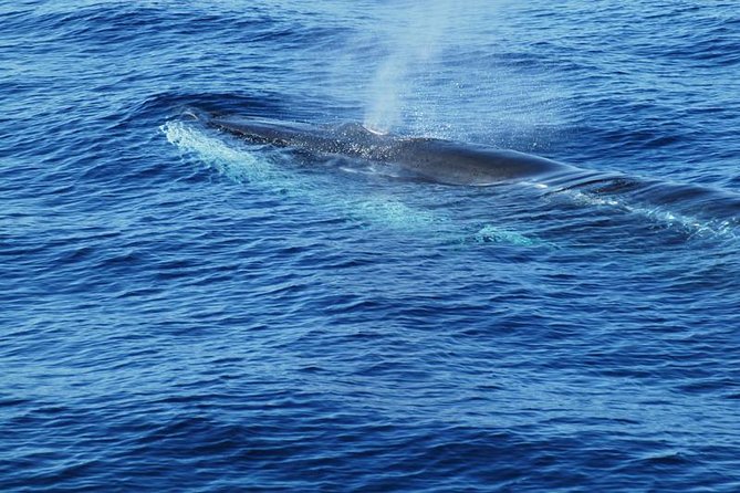 Dolphin and Whale Cruise in Puerto Rico, Gran Canaria - How the crew handles wildlife