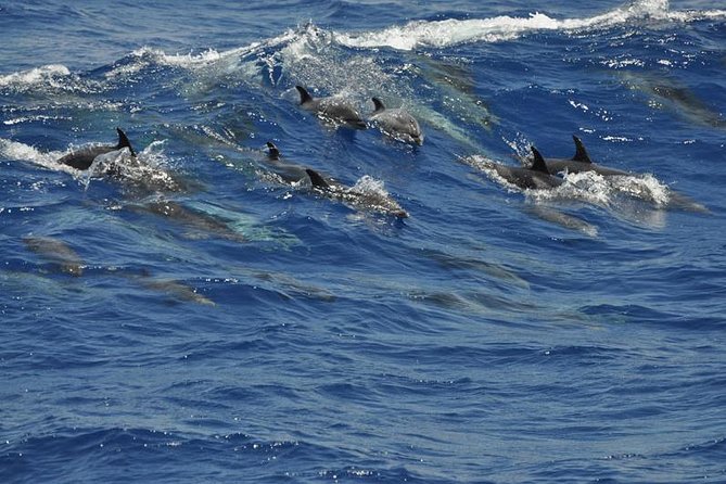 Dolphin and Whale Cruise in Puerto Rico, Gran Canaria - Is the $50.46 price good value?