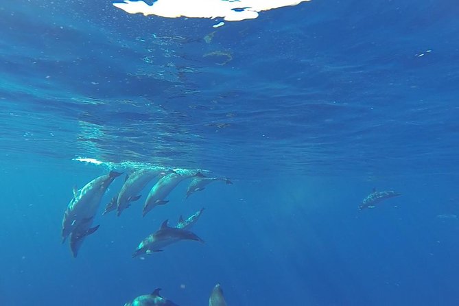 Dolphin and Whale Cruise in Puerto Rico, Gran Canaria - Searching the southwest coast for dolphins