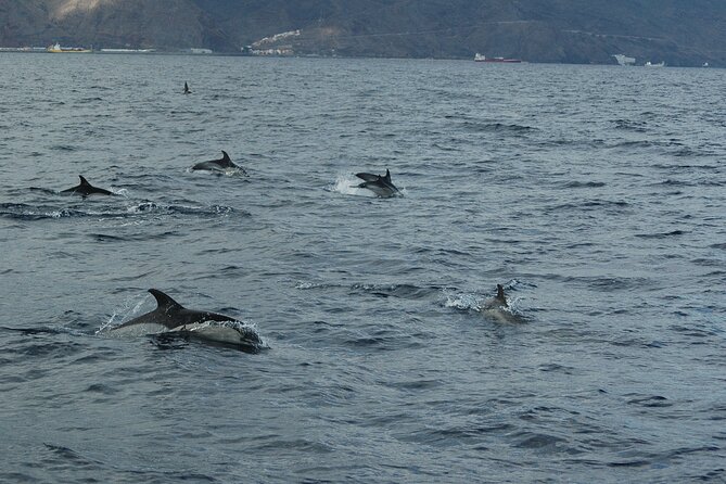 Dolphin and Whale Sailing Tour in Los Gigantes - A three-hour route with two very different moods