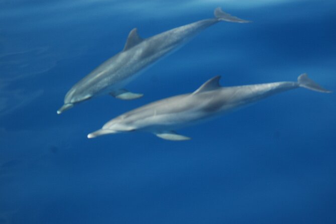 Dolphin and Whale Sailing Tour in Los Gigantes - Captains Antonio and Francisco set the tone