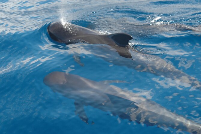 Dolphin and Whale Sailing Tour in Los Gigantes - Pilot whales, dolphins, and the value of patience
