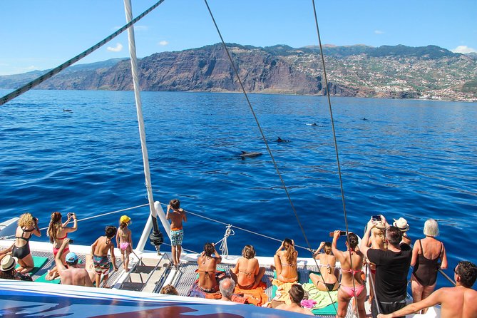 Dolphin and Whale Watching Catamaran Cruise from Funchal - Searching for dolphins and whales in open water