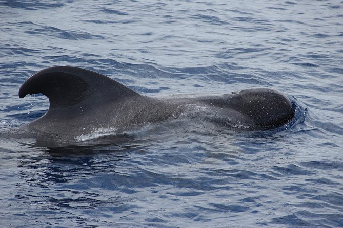 Dolphin and Whale Watching Catamaran Cruise from Funchal - What three hours really feels like