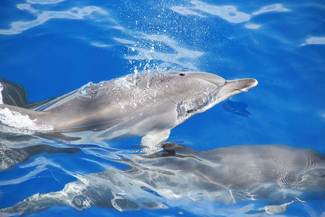Dolphin and Whale Watching Catamaran Cruise from Funchal - Comfort, crowding, and the onboard bar