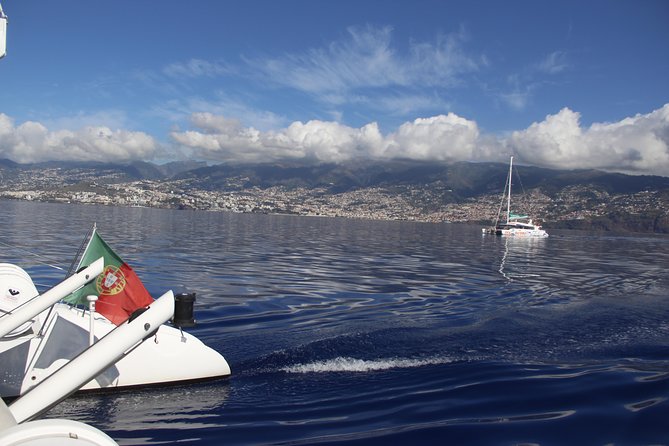 Dolphin and Whale Watching Catamaran Cruise from Funchal - The no-sighting policy and its real value