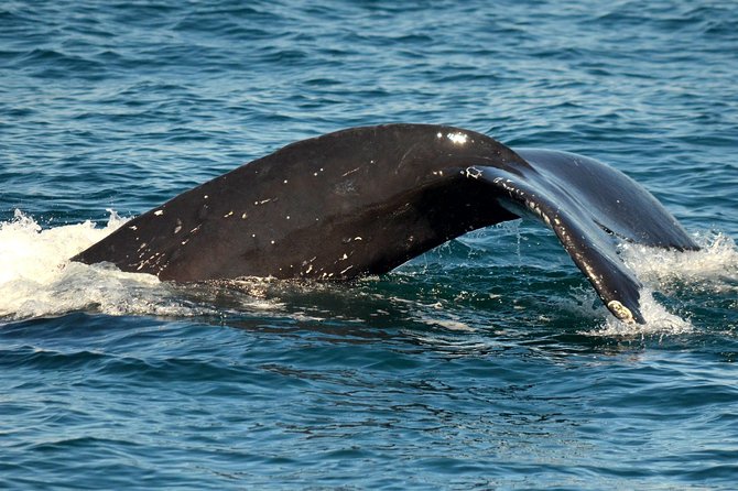 Dolphin and Whale Watching Sunset Cruise - Leaving Mission Bay as the evening begins