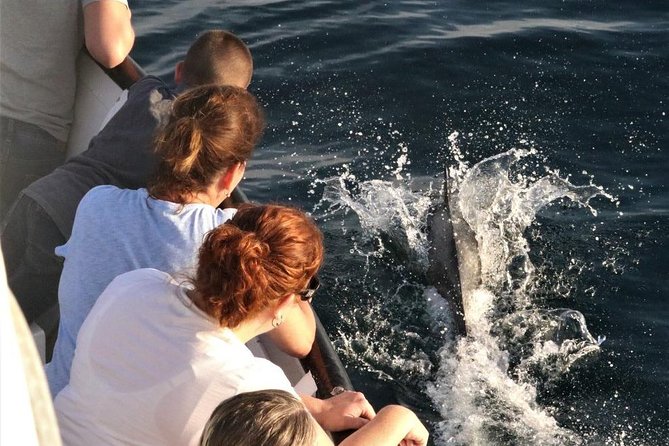 Dolphin and Whale Watching Sunset Cruise - How the $71 price measures up