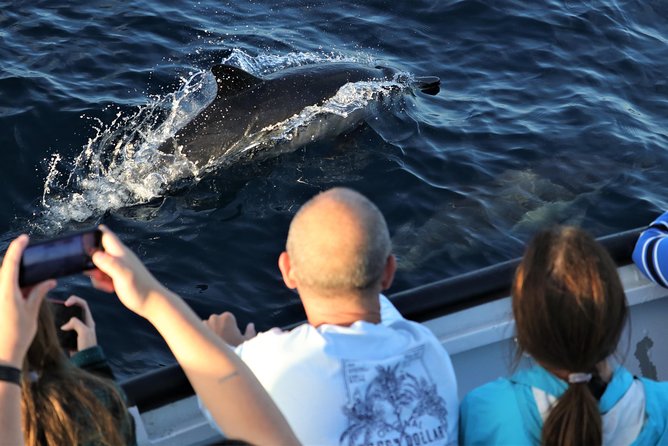Dolphin and Whale Watching Sunset Cruise - Who will enjoy this cruise most