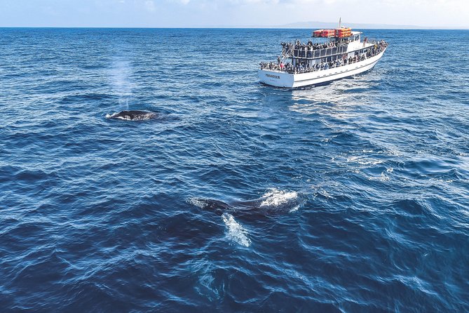 Dolphin and Whale Watching Sunset Cruise - What the strongest feedback gets right