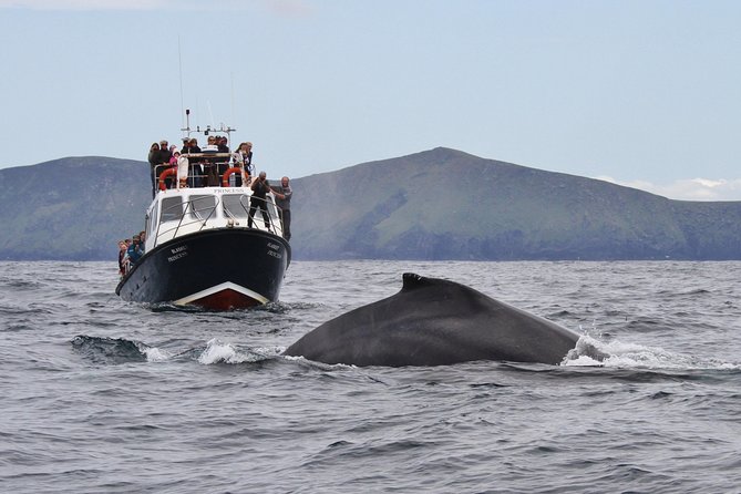 Dolphin and Whale Watching Tour from Dingle - A wildlife cruise with West Kerry scenery attached