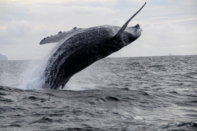 Dolphin and Whale Watching Tour from Dingle - Dolphins, seals, and the possibility of whales