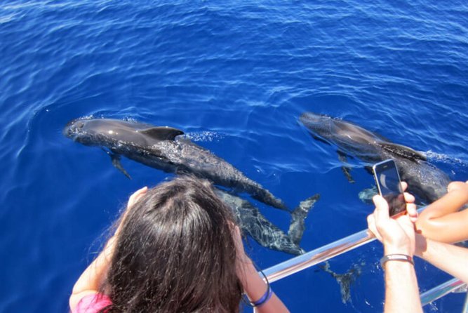 Dolphin and Whales watching cruise from Puerto Rico de Gran Canaria - A marine safari from Puerto Rico