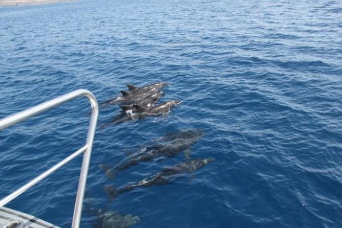 Dolphin and Whales watching cruise from Puerto Rico de Gran Canaria - Spirit of the Sea and the glass-bottom view