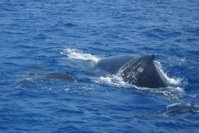 Dolphin and Whales watching cruise from Puerto Rico de Gran Canaria - Optional swimming and transfer choices