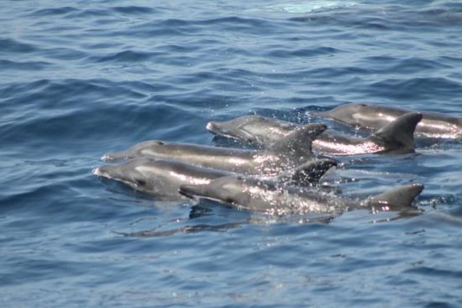 Dolphin and Whales watching cruise from Puerto Rico de Gran Canaria - Is $50.46 a fair price?