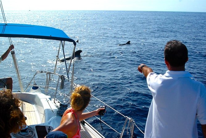 Dolphin and Whales watching cruise from Puerto Rico de Gran Canaria - Booking, cancellation, and who should go