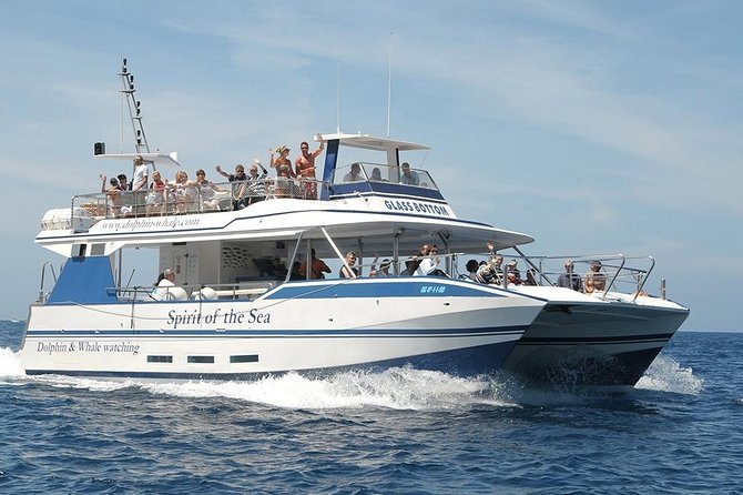 Dolphin and Whales watching cruise from Puerto Rico de Gran Canaria - Dolphins, whales, turtles, and seabirds