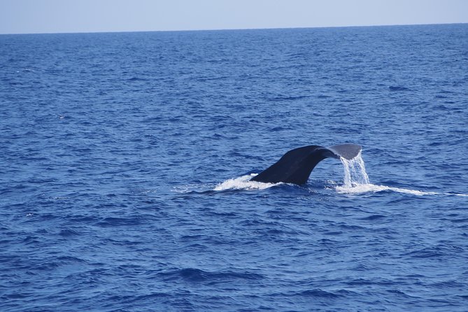 Dolphin - Whale - Turtle - Bird Watching - A small RIB makes this a different kind of boat trip