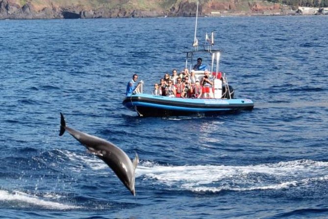 Dolphin - Whale - Turtle - Bird Watching - Guides, commentary, and the value of a marine biologist