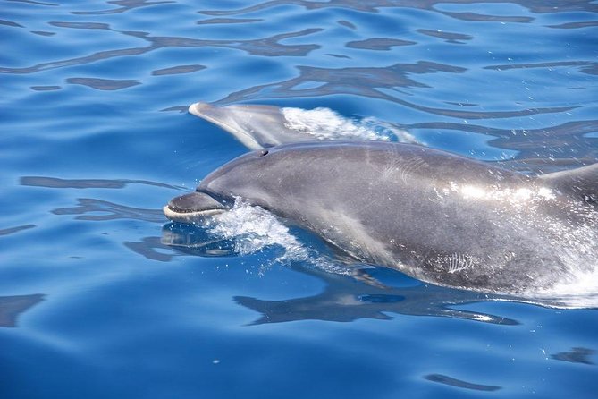 Dolphin - Whale - Turtle - Bird Watching - Responsible viewing from close range