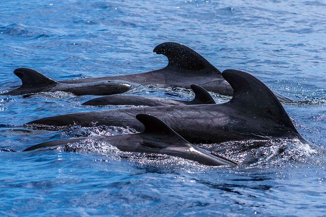 Dolphin - Whale - Turtle - Bird Watching - Returning along Funchal Bay