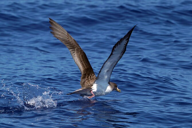 Dolphin - Whale - Turtle - Bird Watching - How much wildlife might you see?