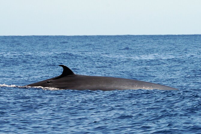 Dolphin - Whale - Turtle - Bird Watching - Price and value in Funchal