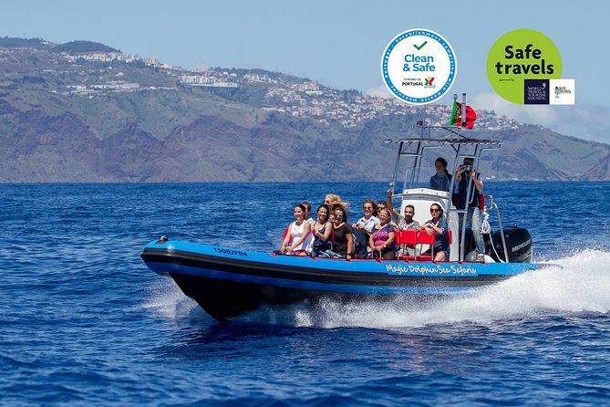 Dolphin - Whale - Turtle - Bird Watching - What happens before you leave Funchal