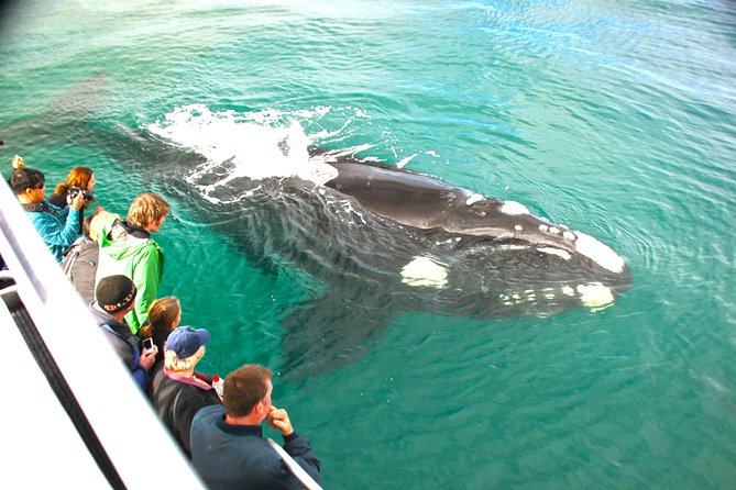 Dunsborough Whale Watching Eco Tour - Setting out from Quindalup near Dunsborough