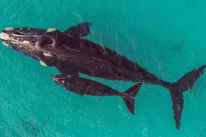 Dunsborough Whale Watching Eco Tour - Choosing between the cabin, deck, and flybridge