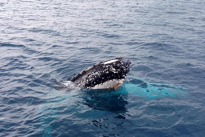 Dunsborough Whale Watching Eco Tour - Booking timing and cancellation rules