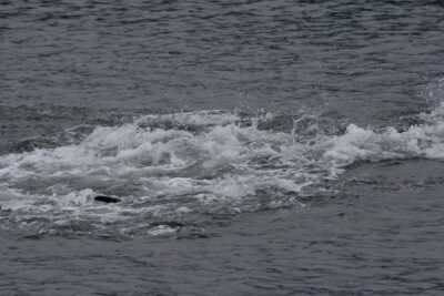 Ear Mountain Charters tours: whale watching or fishing