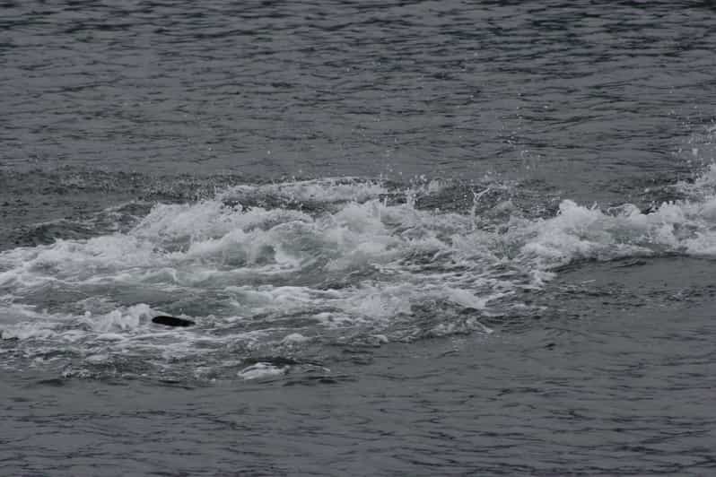 Ear Mountain Charters tours: whale watching or fishing - Alaska fishing with equipment supplied